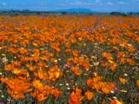 Darling-flowers.jpg